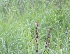 Cisticola juncidis brunniceps