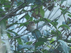 Selasphorus rufus × sasin