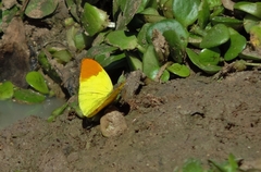 Afrodryas leda