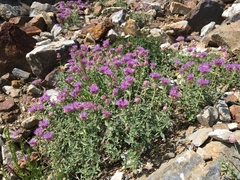 Monardella odoratissima glauca