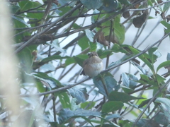 Selasphorus rufus × sasin