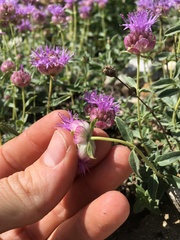 Monardella odoratissima glauca