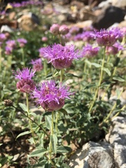 Monardella odoratissima glauca