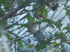 Selasphorus rufus × sasin