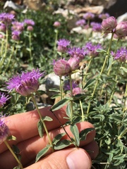 Monardella odoratissima glauca