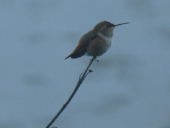 Selasphorus rufus × sasin