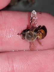 Apis mellifera