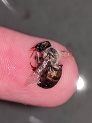 Apis mellifera