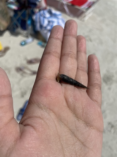 Hastula salleana image