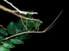 Phasmotaenia sanchezi