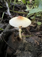 Lepiota maculans