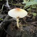 Lepiota maculans - Photo (c) Brian Hunt, some rights reserved (CC BY), uploaded by Brian Hunt