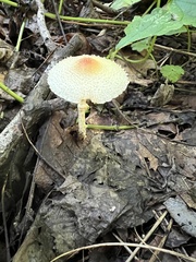 Lepiota maculans