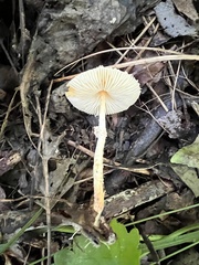 Lepiota maculans