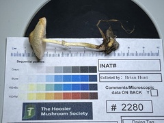 Lepiota maculans