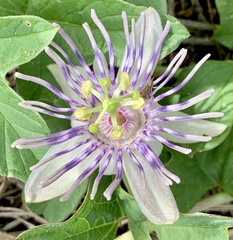 Passiflora karwinskii