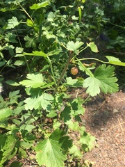 Ribes roezlii
