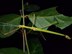 Anarchodes salmanazar