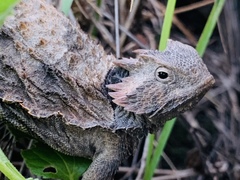 Phrynosoma braconnieri