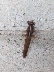 Libellula croceipennis