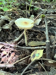 Lepiota maculans