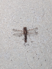 Libellula croceipennis