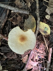 Lepiota maculans