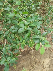 Ligustrum sinense