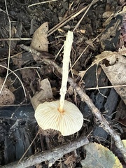 Lepiota maculans