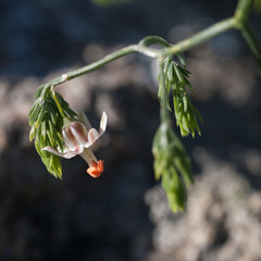Asparagus declinatus