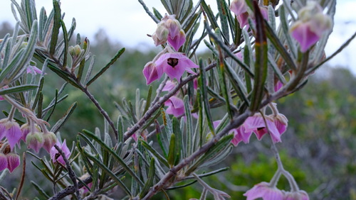 Image of Guichenotia macrantha by (c) Peter Crowcroft, some rights reserved (CC BY)