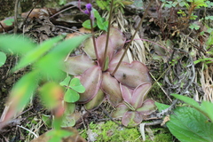 Lentibulariaceae