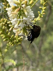 Copestylum mexicanum