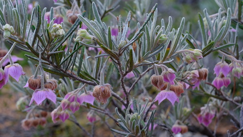 Image of Guichenotia macrantha by (c) Peter Crowcroft, some rights reserved (CC BY)