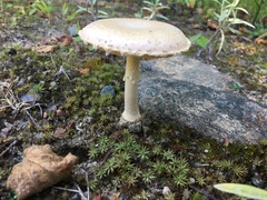 Amanita wellsii