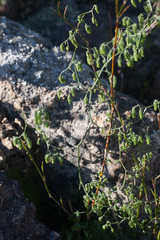 Asparagus declinatus