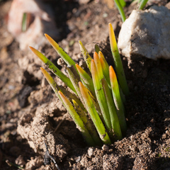 Trachyandra chlamydophylla
