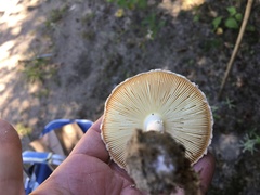 Amanita wellsii