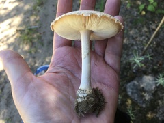 Amanita wellsii