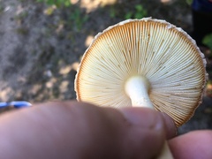 Amanita wellsii