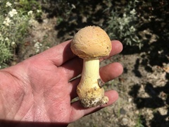Amanita wellsii