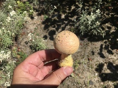 Amanita wellsii