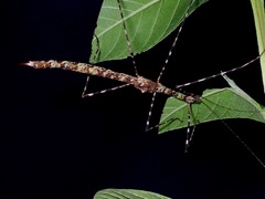 Rhamphosipyloidea berenice