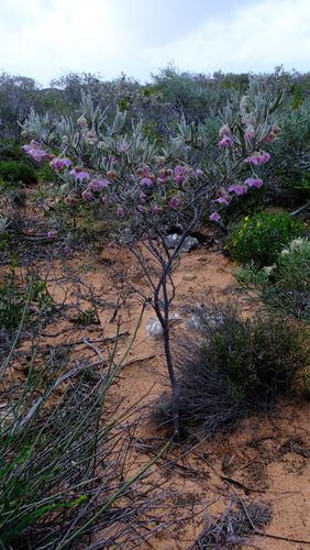 Image of Guichenotia macrantha by (c) Peter Crowcroft, some rights reserved (CC BY)
