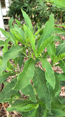 Verbesina alternifolia