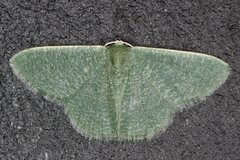 Phaiogramma faustinata