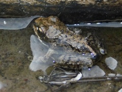 Rana cascadae