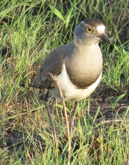 Vanellus lugubris