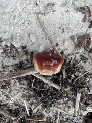 Gecarcinus lateralis