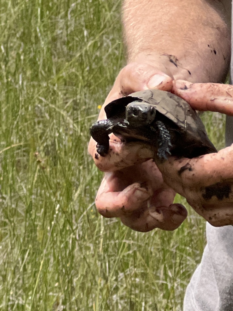 Bog Turtle